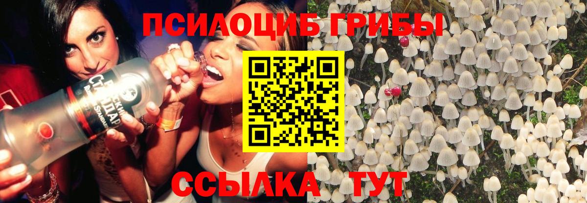 Галлюциногенные грибы Psilocybine cubensis Югорск